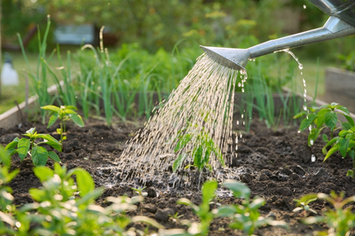 7 tips voor wijs omgaan met water in de tuin