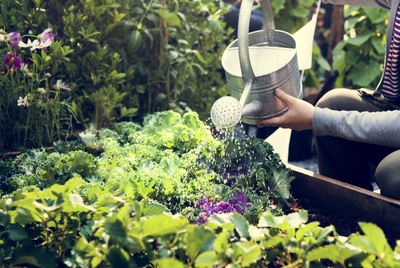 7 tips voor wijs omgaan met water in de tuin