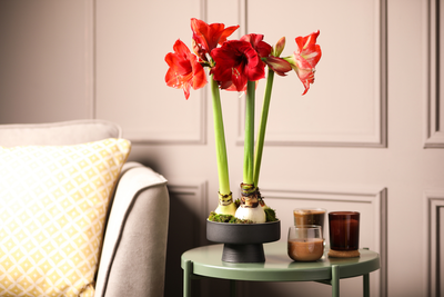 Amaryllis: dé blikvanger tijdens de feestdagen