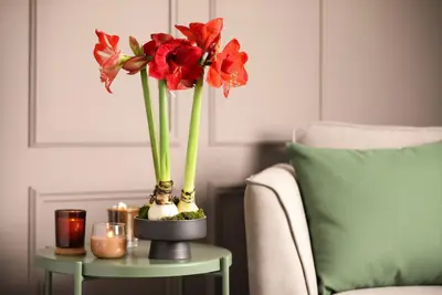Amaryllis: dé blikvanger tijdens de feestdagen