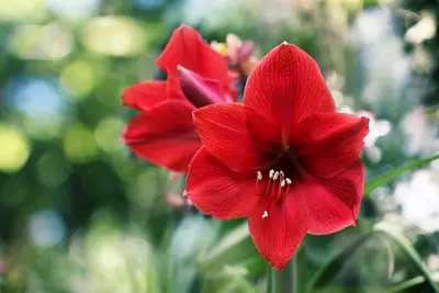 Amaryllis: de mooiste kerstbal in huis!