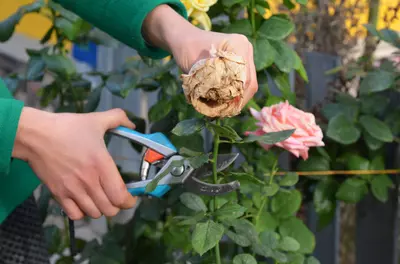 Augustus: zomerse tuintips