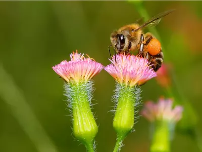 Bijen tellen en planten voor bijen