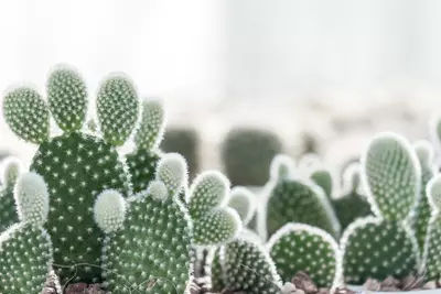 Cactus: Woonplant van de Maand augustus 2020