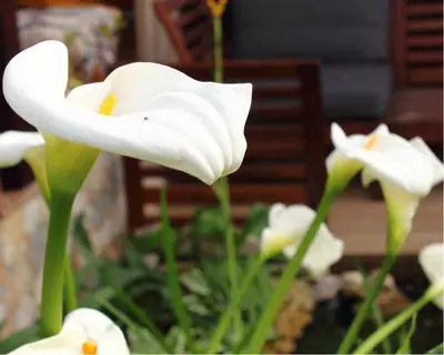 Calla: Woonplant van de maand juni 2020