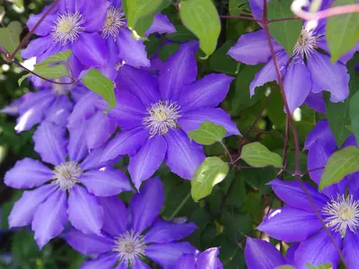 Clematis