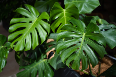 De beste tips voor een stralende Monstera