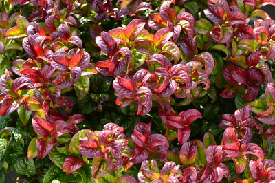 De betoverende Leucothoe: een prachtige toevoeging aan de tuin