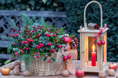 De geheimen van de Gaultheria