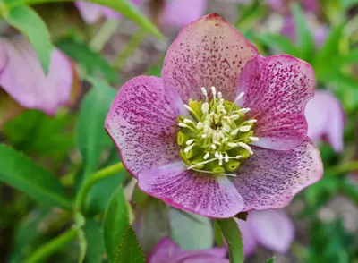 De mooiste winterbloeier voor tuin en balkon: Helleborus