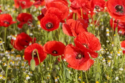 Doen! Bloemen zaaien in het najaar