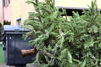 Doen! Kerstboom en kerstgroen recyclen