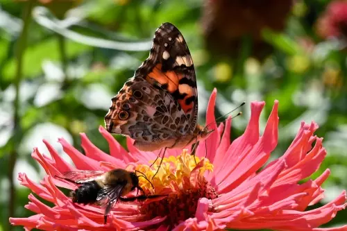 Een biodiverse tuin in 5 stappen