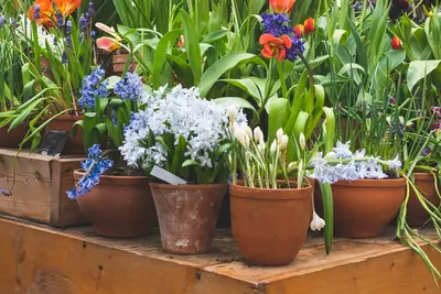 Fleurige februaritips voor huis en tuin