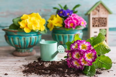 Fleurige huis- en tuintips voor februari