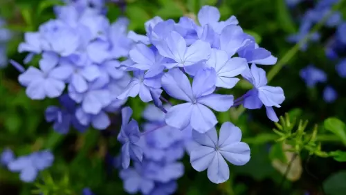 Hemel(vaart)sblauwe bloemen