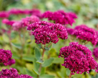 Hemelvaartsdag: tuinplanten met een hemelse symboliek