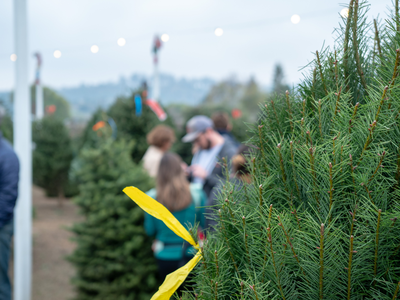 Hoe kies ik de juiste kerstboom