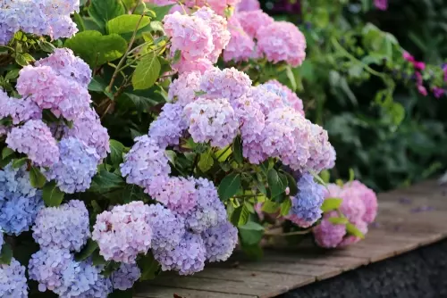 Hortensia - tuinplant van dit moment