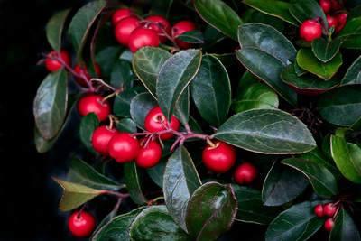 Huis- en tuintips voor januari