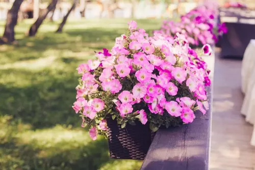 IJsheiligen: kuip- en potplanten verzorgen