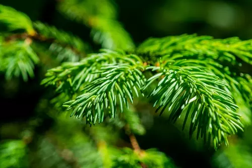 Kerstboom kiezen