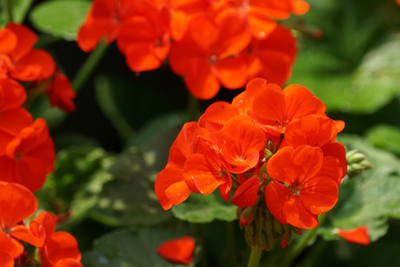 Koningsdag! 'Oranje boven' in huis en tuin!