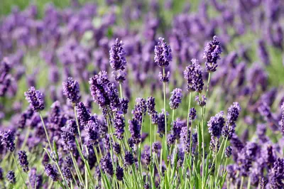 Lavendel: bloei, groei en snoei