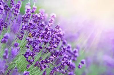 Lavendel: tuinplant van dit moment