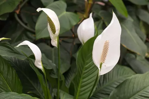 Lepelplant: Woonplant van de maand mei 2020