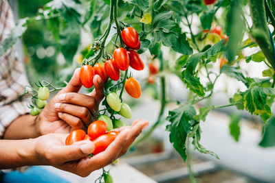 Moestuinieren in april