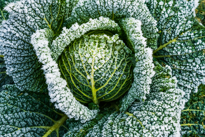 Moestuinieren in de winter