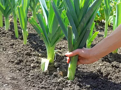 Moestuinieren in maart