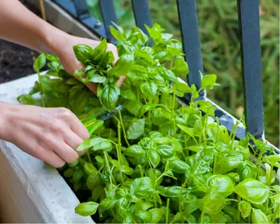 Moestuinieren in mei en juni