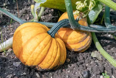 Moestuinieren in oktober