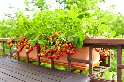 Moestuinkalender: zaaien en oogsten in juli en augustus