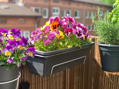 Ode aan violen: de vrolijke noot voor tuin, terras en balkon