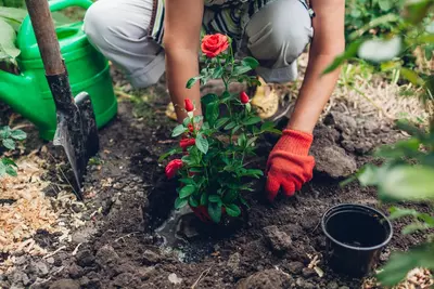 Oktober rozenmaand: planten, snoeien en beschermen