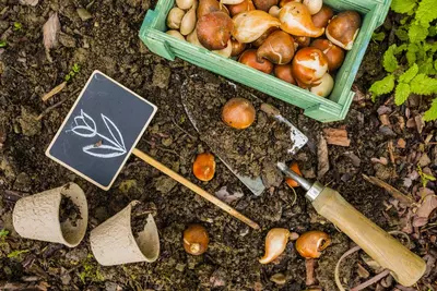 Opfriscursus voorjaarsbollen planten