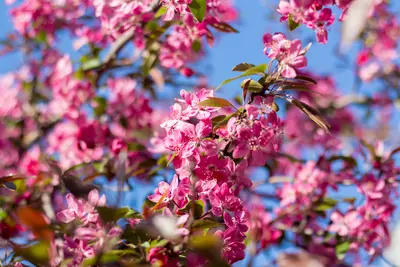 Plant een (kleine) boom