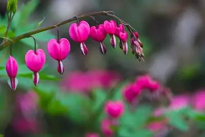 Planten die bloeien in de (half)schaduw