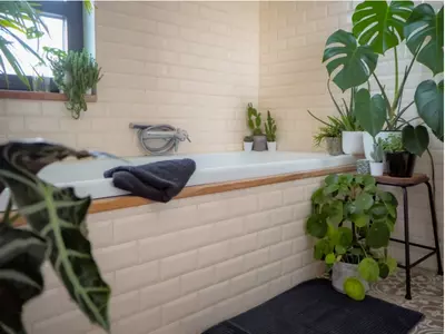 Planten die geschikt zijn voor in de badkamer