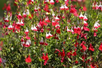 Salvia: tuinplant van het moment