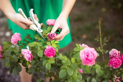 Snoei tips voor een mooie tuin