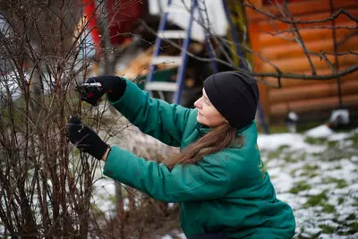 Snoeien en stekken in het nieuwe jaar