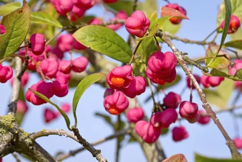 Struiken en kleine bomen die de herfst kleuren