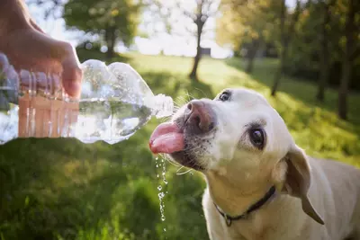 Tips tegen hittestress voor mens en dier