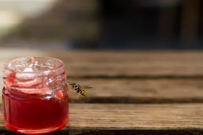 Tips tegen wespen