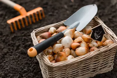 Tips voor een kleurrijke border met bloembollen