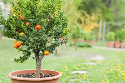 Top 5 kleine fruitbomen